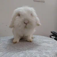 خرگوش ماده اصیل و اسباب بازی خرگوش|موش و خرگوش|مشهد, تربیت (صدف)|دیوار