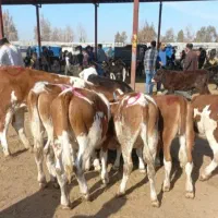 بازار هفتگی دام گلستان