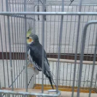 عروس هلندی|پرنده|قم, بنیاد|دیوار