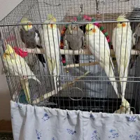 عروس هلندی|پرنده|شاهین‌شهر, شهرک منازل چوبی|دیوار