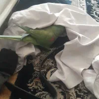 جفت مولد شاه طوطی رام ودستی|پرنده|قرچک, امین آباد|دیوار