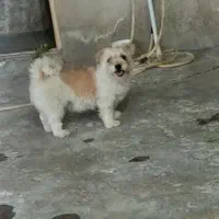 سگ گمشده