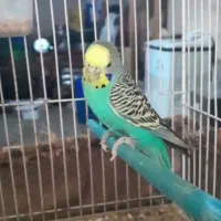 مرغ عشق نر
