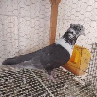 سار کاکلی عطیقه.کلاغ نواری کاکلی ماده.موشی برفی|پرنده|مشهد, عبادی|دیوار