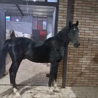 فروش نریان کره پوریا قاسمیان