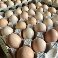 تخم مرغ محلی نژادگلپایگان|خوردنی و آشامیدنی|کرمان, |دیوار