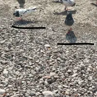 کفتر|پرنده|بمپور, |دیوار