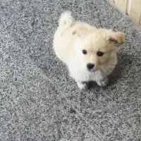 سگ سالم و بازیگوش میکس اشپیتز پامر