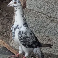 کبوتر سوسکی چیل نر