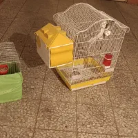 عروس با لوازم|پرنده|محمدیه-قزوین, |دیوار