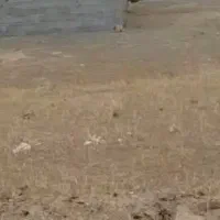 زمین مسکونی طارم