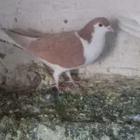 کبوتر|پرنده|زاهدان, |دیوار