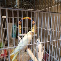 جفت عروس هلندی با قفس و پایه|پرنده|علیآباد کتول, |دیوار