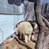 بره نر شیر نژاد دار