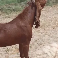 نر بز