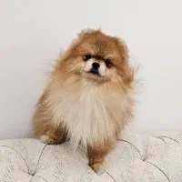 واگذاری نر خرسی ۱۰ماهه پامرین اصیل