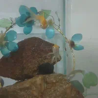 ماهی گوپی  قرمز  بچه زا پمپ اکواریوم