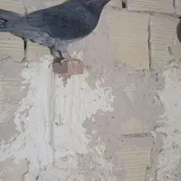 نر چاپی
