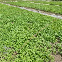 فروش نهال  فلفل بادمجان گوجه درجه ۱