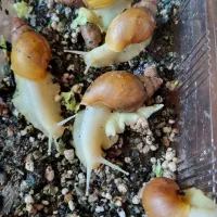 حلزون خانگی ۵ عدد