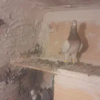 زرد هفترنگ خطی پرنده|پرنده|قزوین, |دیوار