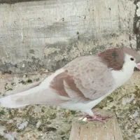 کبوتر دمگیر سرور پلاکی طوقی سینه پرشی|پرنده|اصفهان, بوستان ناژوان|دیوار
