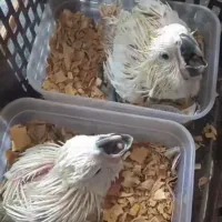 جوجه کاسکو،کاکادو،آرا،ماکائو،ملوکان