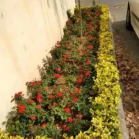 خدمات باغبانی باغچه کاری ودرخت کاری هرس کاری