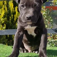 توله پیتبول اورجینال استثنایی