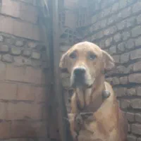 واگزاری سک ماده پزدر