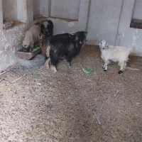 بزغاله بز بره کره دوبور گوسفند|حیوانات مزرعه|فلاورجان, |دیوار