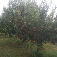 اجاره درخت سیب زرد و قرمز درجه ۱