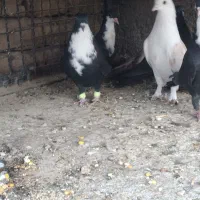 ریش زاغ سفید و.... بردسیر|پرنده|کرمان, |دیوار