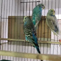 مرغ عشق بالغ