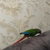 گیرینچیک جفت|پرنده|مشهد, رده|دیوار