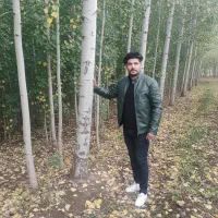 صنوبر غیرمثمر صنعتی، پرداخت قسطی و تحویل فوری|خدمات باغبانی و درختکاری|نورآباد ممسنی, |دیوار