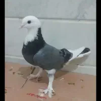 پشت سبز و ابلق سبز کبوتر