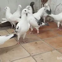 کبوتر پلاکی دورگ|پرنده|شیراز, شهرک قمشه|دیوار