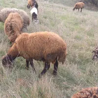 بره نر همووچند قلو زا خالص.|حیوانات مزرعه|خدا آفرین, |دیوار