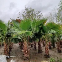 درخت پالم ۵ ساله  تعداد بالا