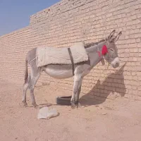 خر الاغ گله ای گوسفند