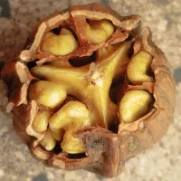 مغزگردوی تویسرکان