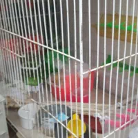 دوعدد قفس تمیز ومرتب|لوازم جانبی حیوانات|شیروان (خراسان), |دیوار