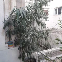 درختچه بنجامین آمستل|گل و گیاه طبیعی|مشهد, سجاد شهر|دیوار