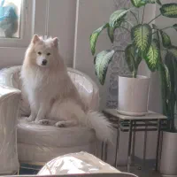 پامرانین عروسکی خرسی و ساموئید (نر)هر دو