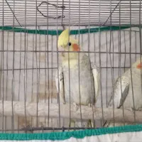 عروس هلندی نر و ماده سالم و سرحال