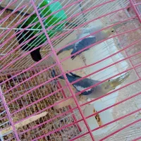 عروسک عروس هلندی(دوتاش۱نیم)|اسباببازی بچه|بم, |دیوار