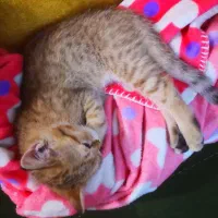 گربه بریتیش|گربه|تهران, اکباتان|دیوار