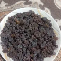 فروش کشمش بی دانه آفتابی تاکستان
