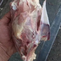 اسکلت مرغ غذای سگ ژرمن هاسکی سرابی
